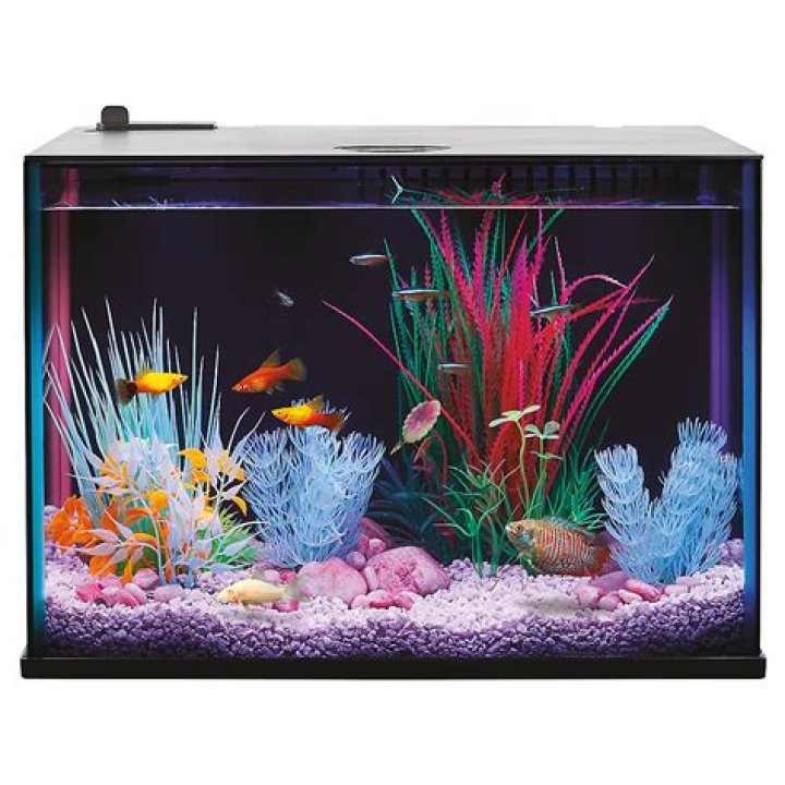Does Petsmart have fish tanks?