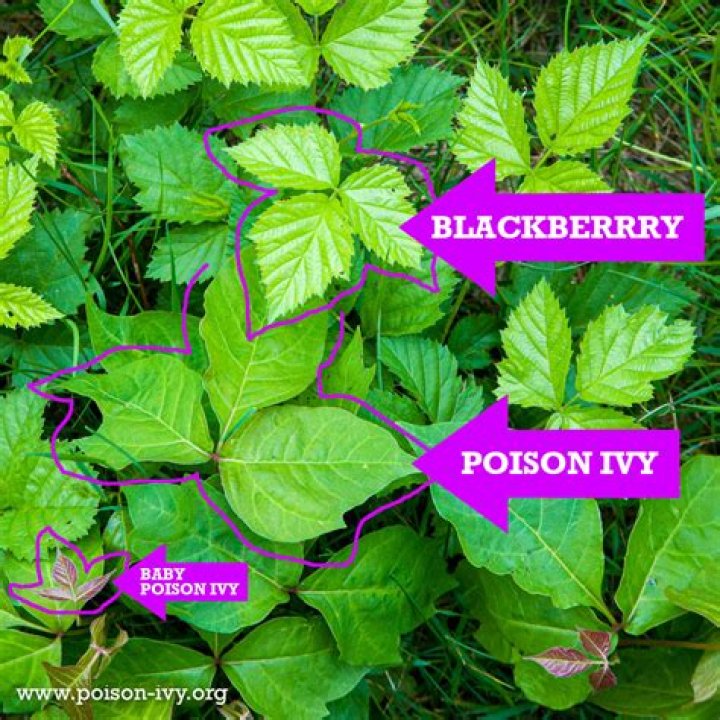 Does poison ivy grow in Oregon?