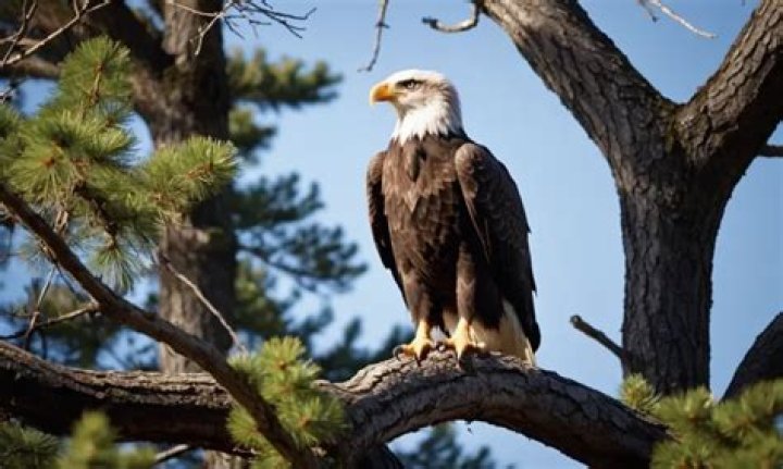 Does Russia have bald eagles?