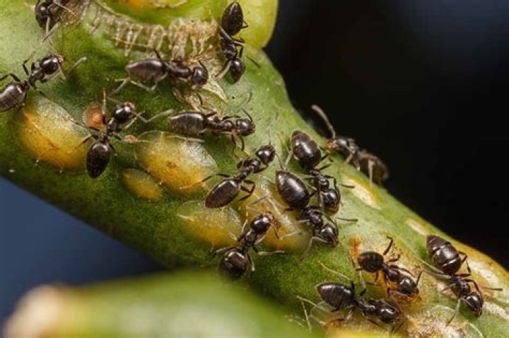 Does San Jose scale produce honeydew?