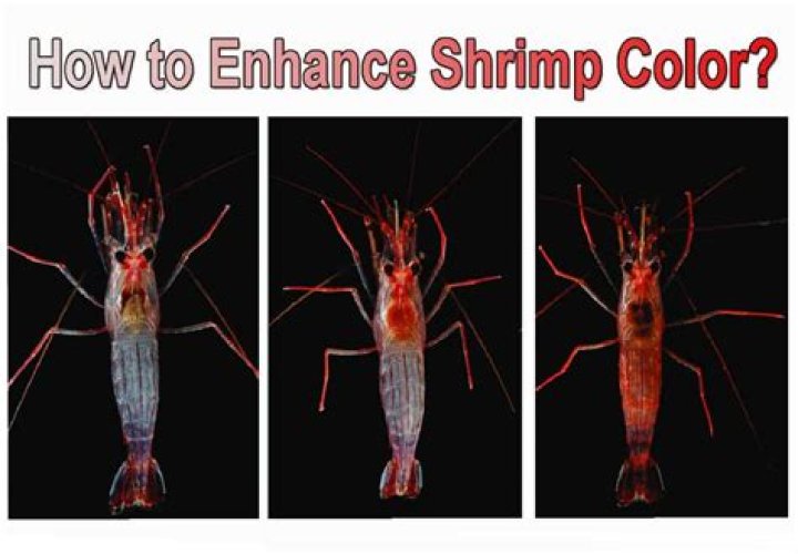 Does shrimp enhance fish color?