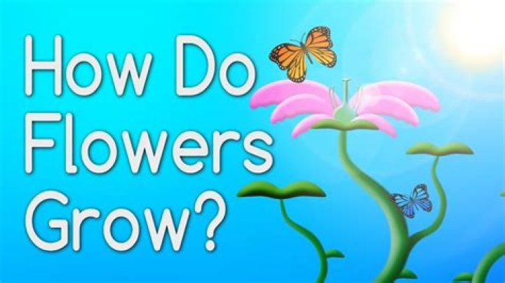 Does Sprite help flowers grow?