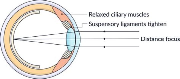 Does the ciliary muscles focus light through the lens of the eye?
