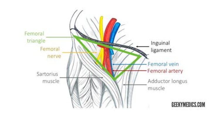 Does the femoral artery have a pulse?