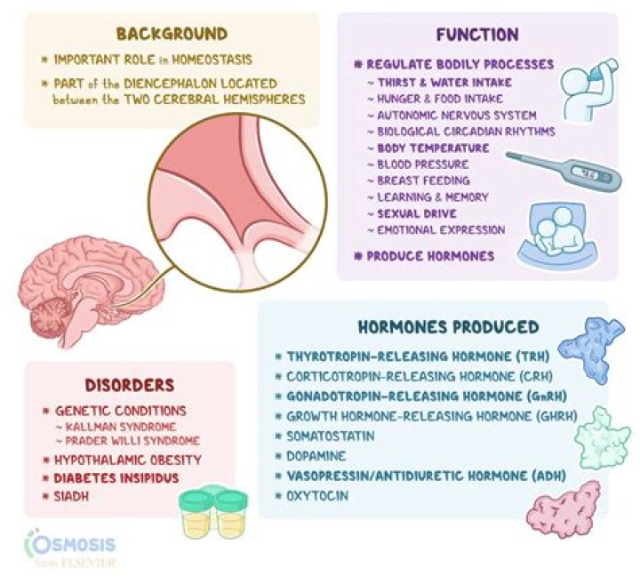 Does the hypothalamus play a role in depression?