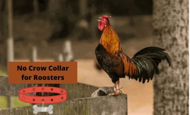 Does the no crow collar really work?