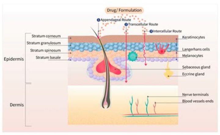 Does turpentine penetrate the skin?
