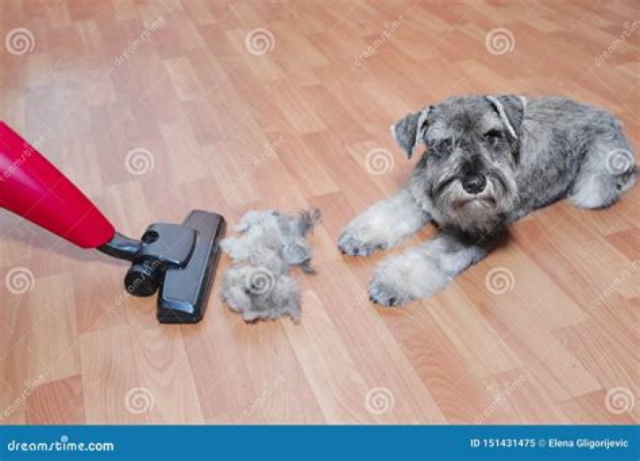 Does vacuuming a dog help with shedding?
