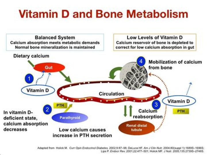 Does vitamin D affect your muscles?
