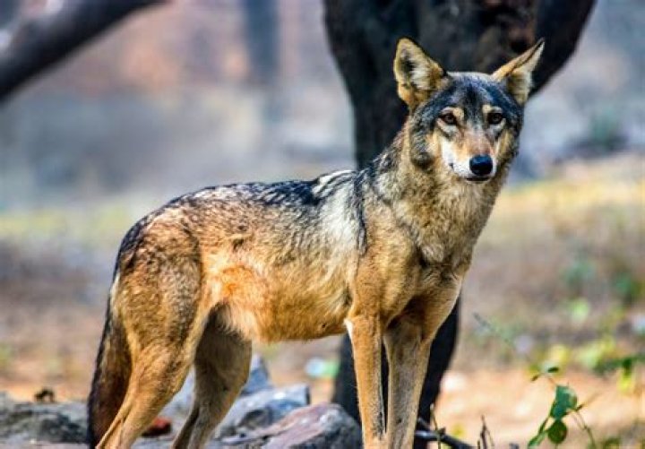 Does Wolf exist in India?