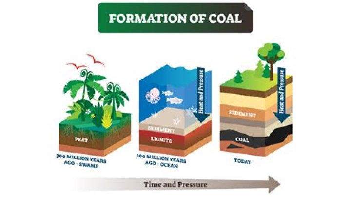Does wood turn into coal?