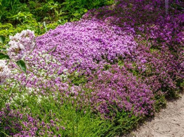 Does wooly thyme flower?