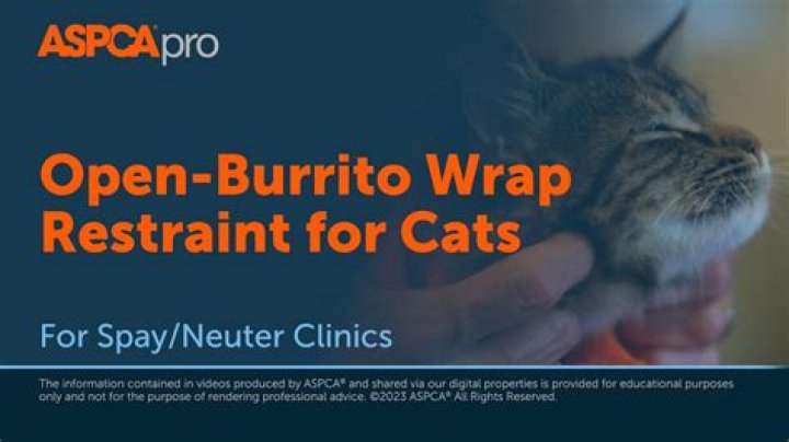 Does wrapping a cat calm them?