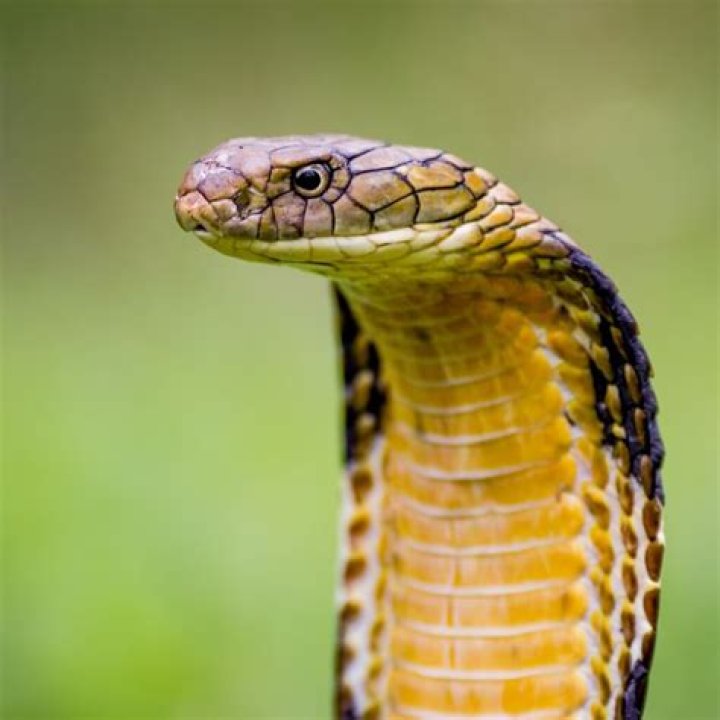 Est-ce que le cobra est dangereux ?