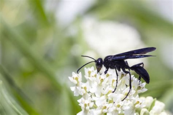 Est-ce que les Guepes noires piquent ?