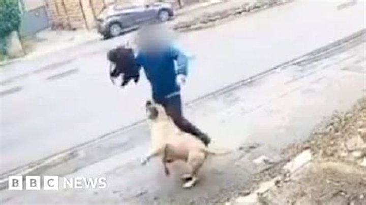Has a dog ever killed a human?