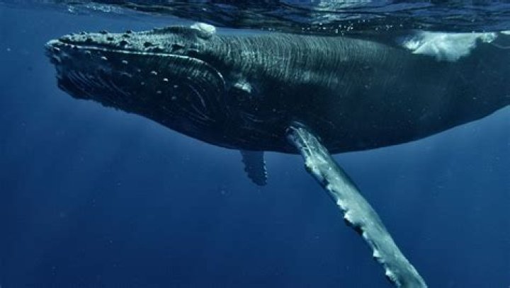Has a whale ever saved a human?