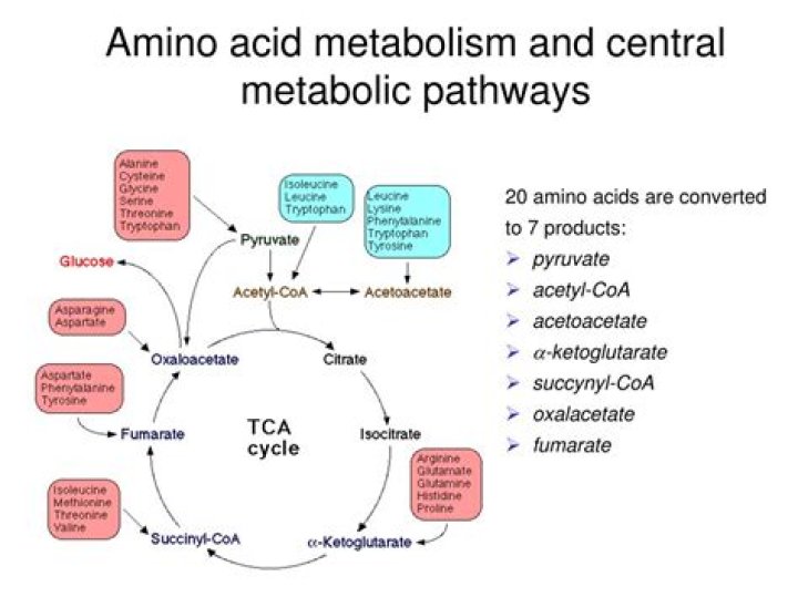 How are amino acids metabolized?