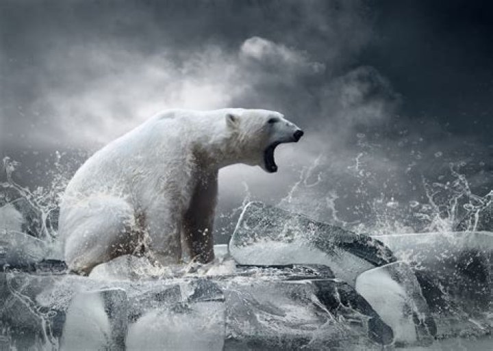 How are animals being affected by global warming?