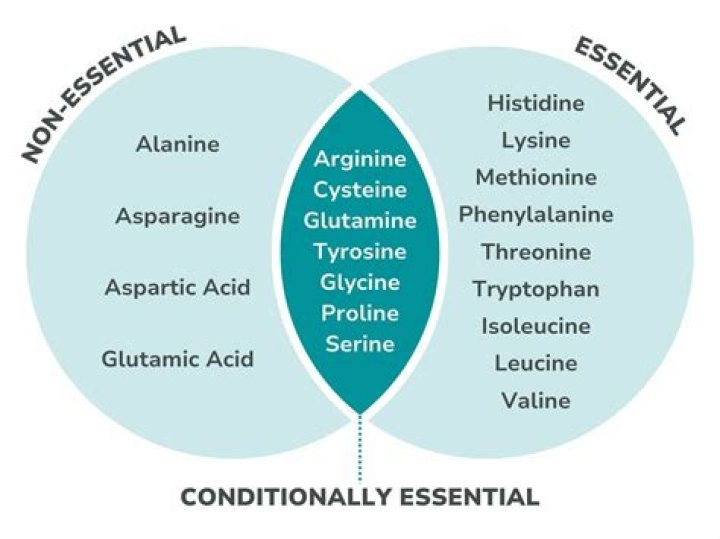 How are most of the non-essential amino acids made in the body quizlet?