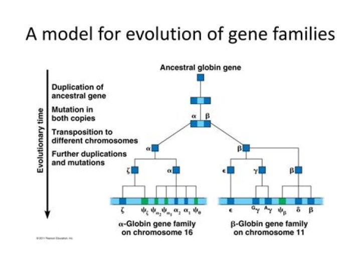 How are multigene families formed?