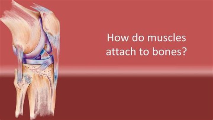 How are muscles attached to joints?