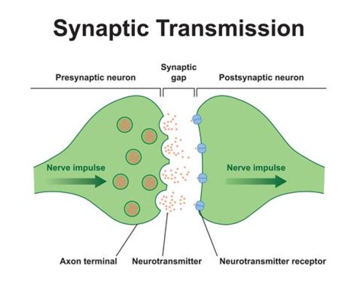 How are neurotransmitters removed from the synapse?