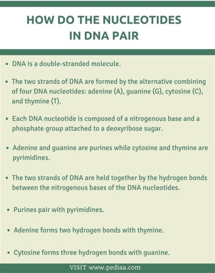 How are nucleotides paired?
