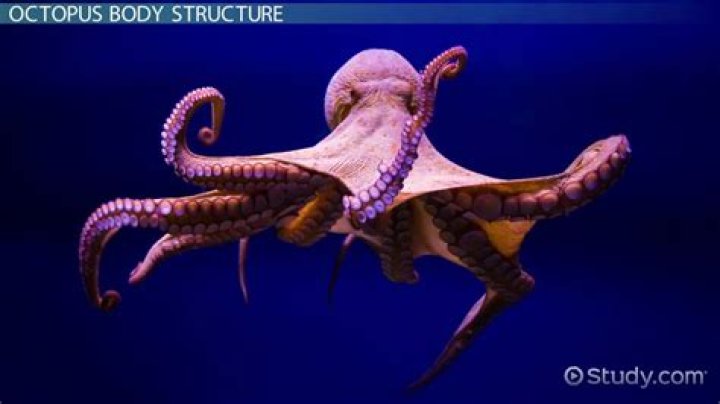 How are octopus related to mollusks?