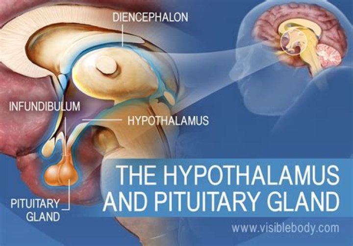 How are the hypothalamus and pituitary gland connected?