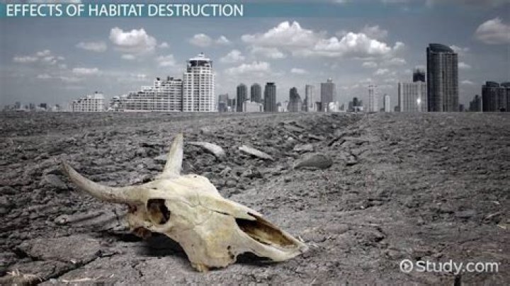 How are we destroying the environment?