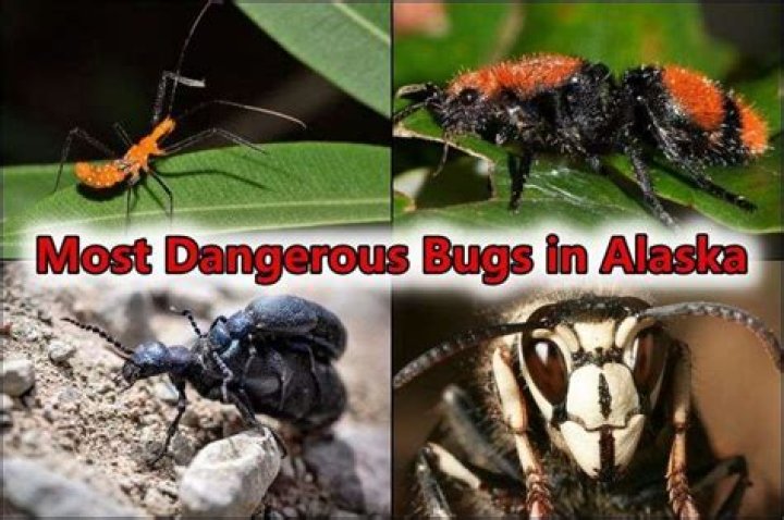 How bad are bugs in Alaska?