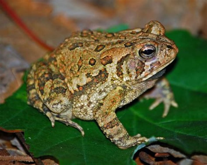 How big do Eastern American Toads get?
