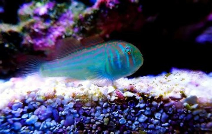 How big do goby fish get?