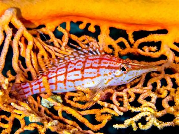 How big do hawkfish get?
