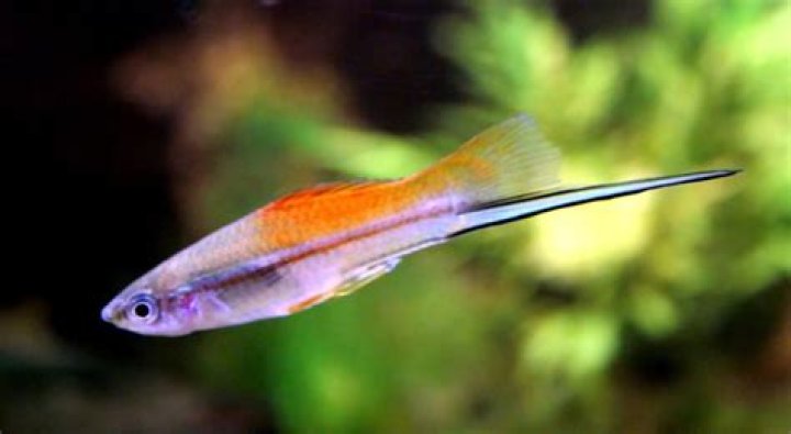 How big do koi Swordtails get?
