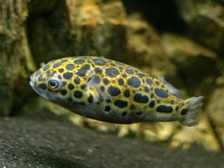 How big do leopard puffers get?