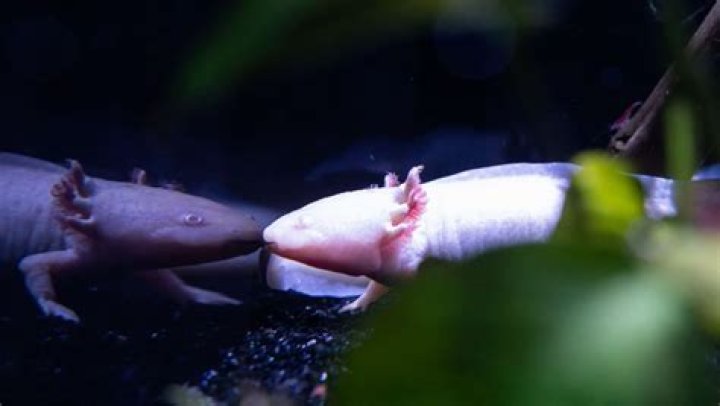 How big do male Axolotls get?