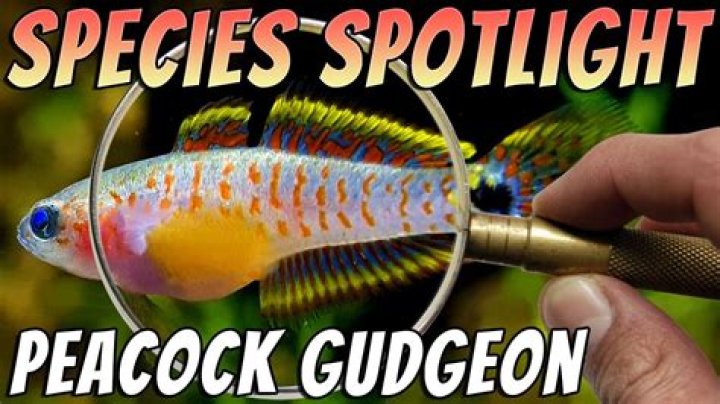 How big do Peacock gobies get?