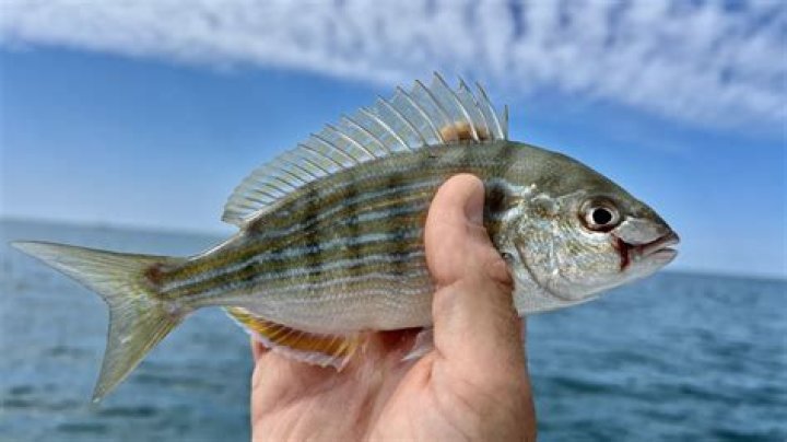 How big do pinfish get?