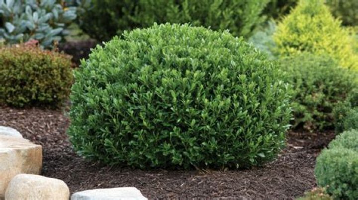 How big does a green gem boxwood get?