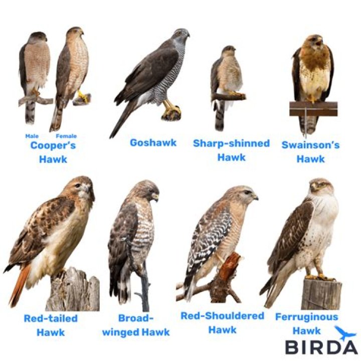 How big does a hawk fish get?