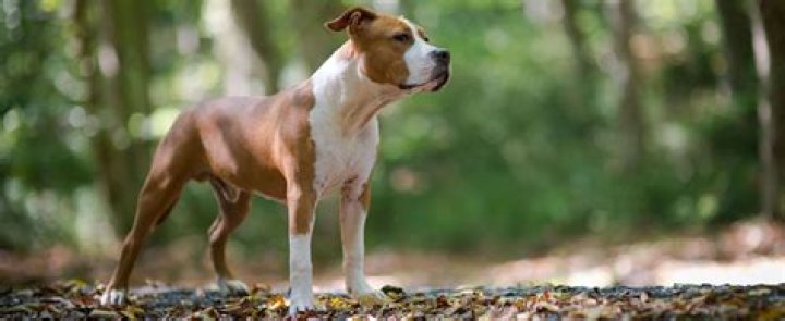 How big does a staffy cross get?