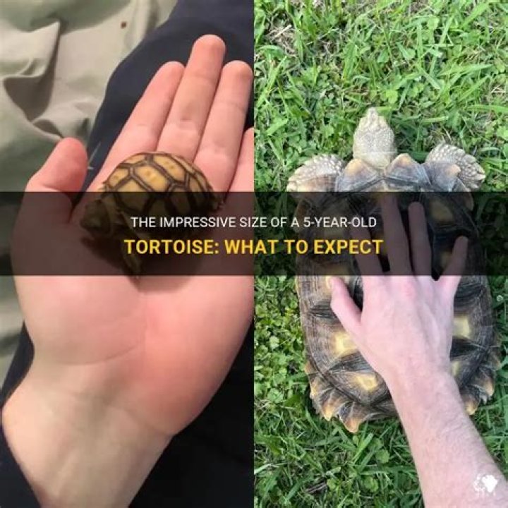 How big is a 5 year old tortoise?