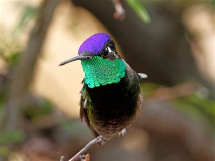 How big is a Costa's hummingbird?