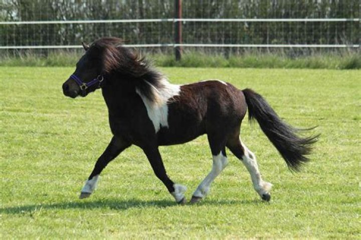 How big is a Shetland pony?