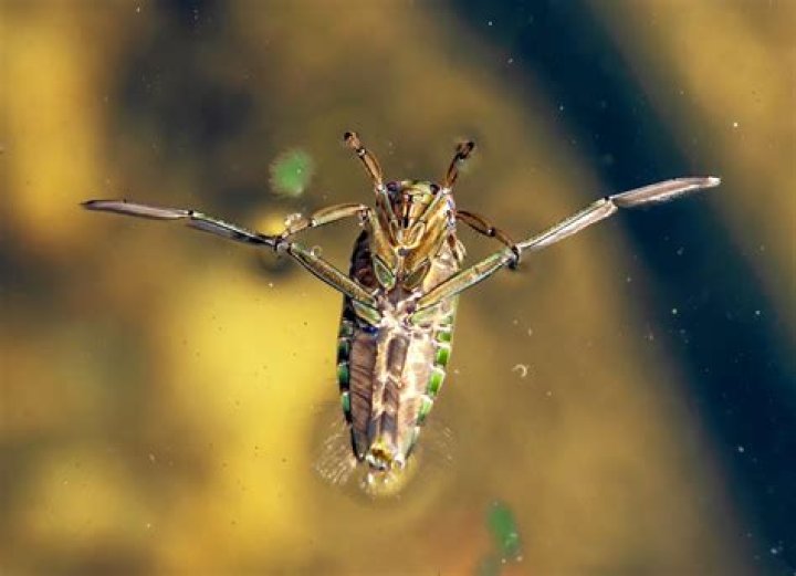 How big is a water boatman?