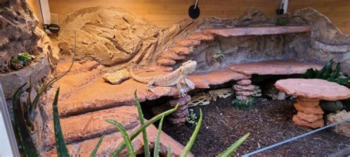 How big of an enclosure does a water dragon need?