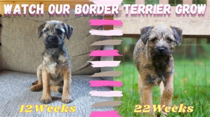 How big will a border terrier get?
