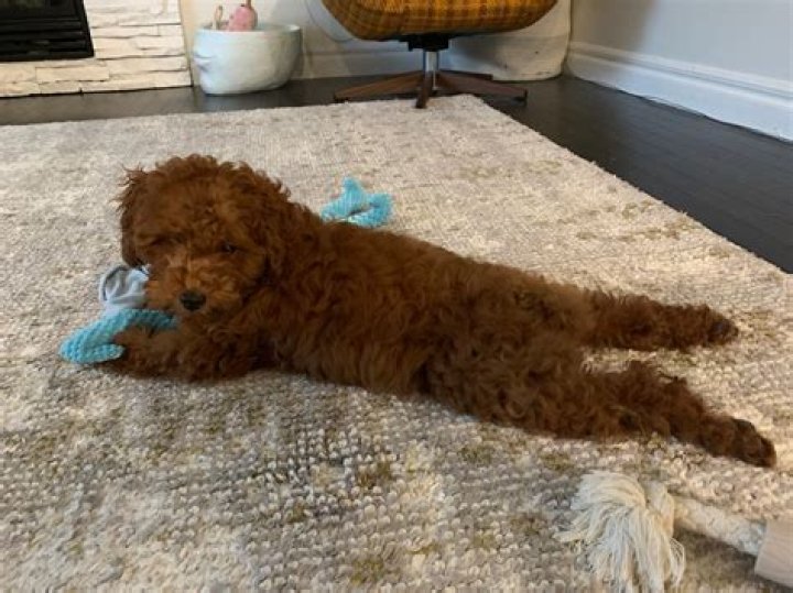How big will a toy poodle grow?